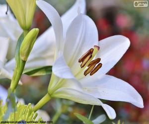 yapboz Beyaz Asyalı Lily